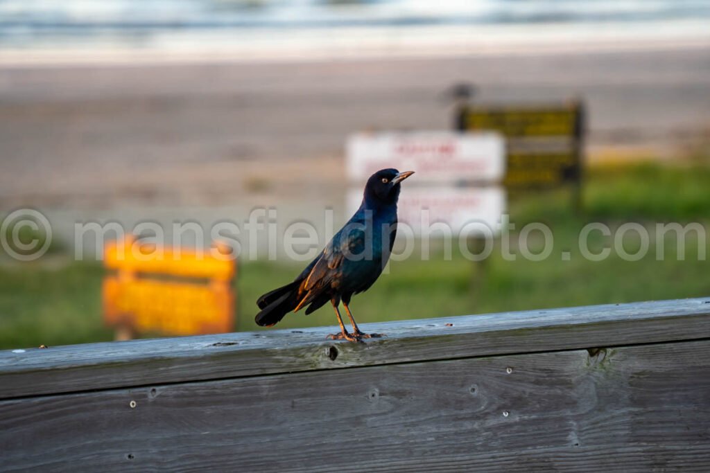 Grackle At Sea Rim State Park, Texas A4-25249 - Mansfield Photography