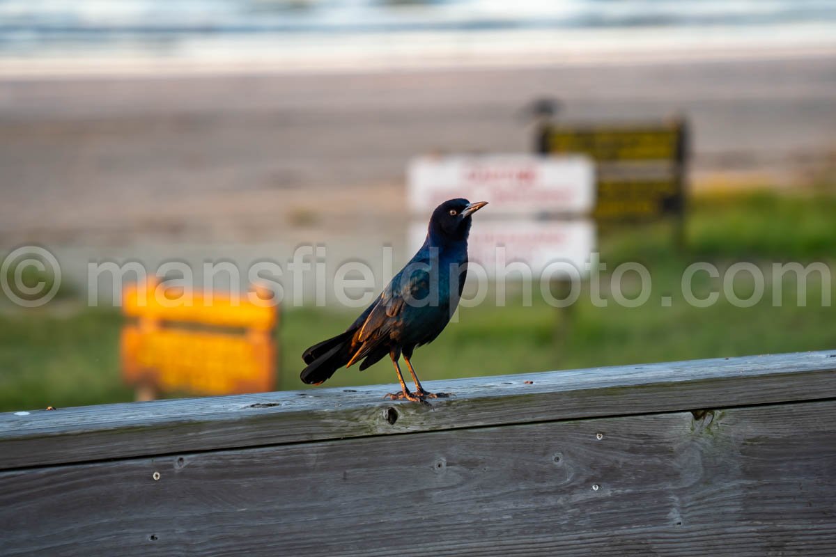 Grackle At Sea Rim State Park, Texas A4-25249