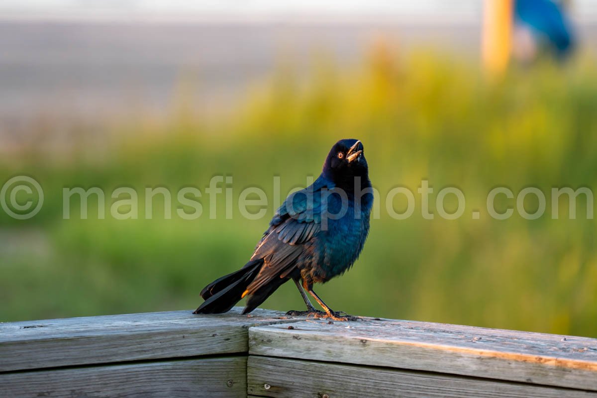 Grackle At Sea Rim State Park, Texas A4-25251