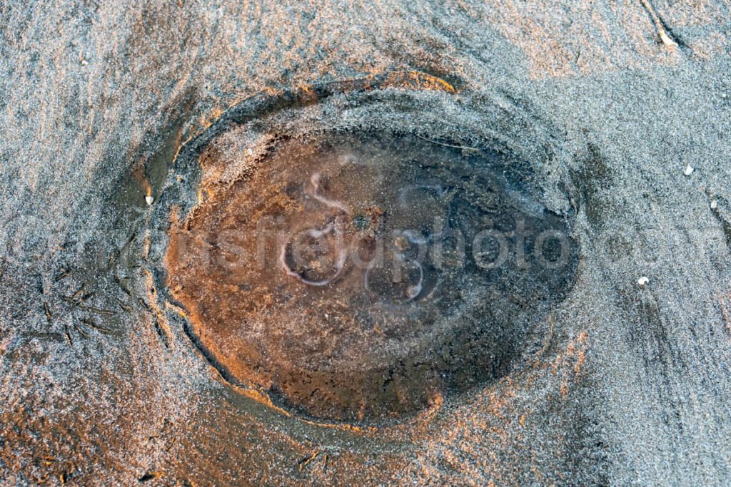 Sea Rim State Park, Texas A4-25261 - Mansfield Photography