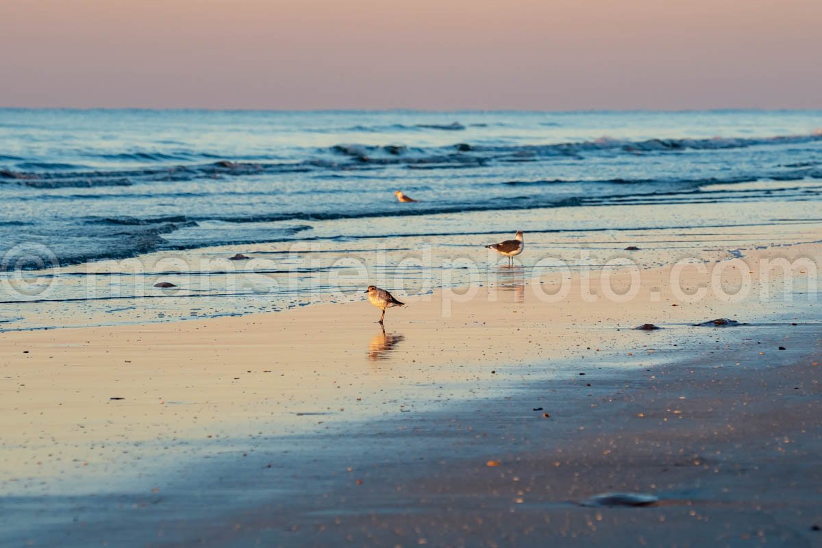 Gulls At Sea Rim State Park, Texas A4-25266