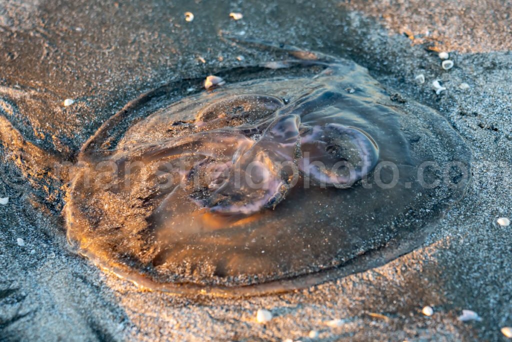 Sea Rim State Park, Texas A4-25274 - Mansfield Photography