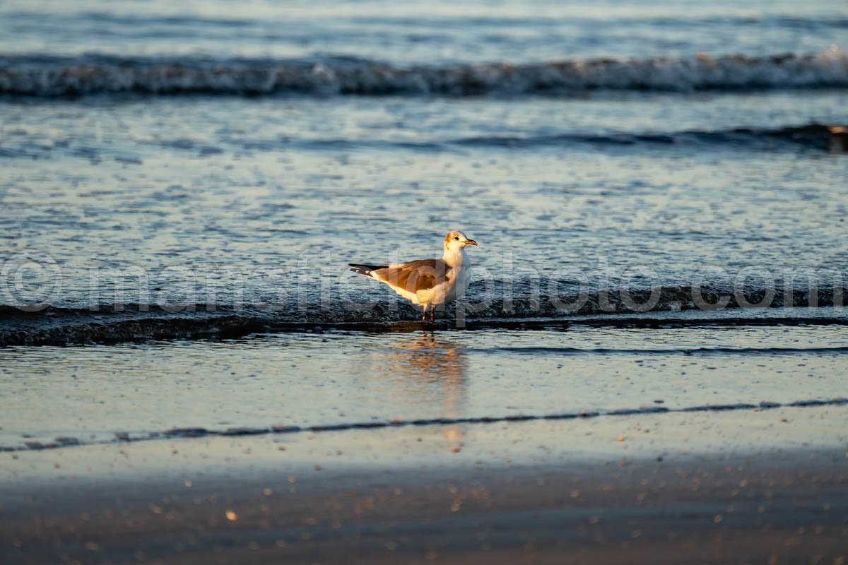 Gulls At Sea Rim State Park, Texas A4-25276