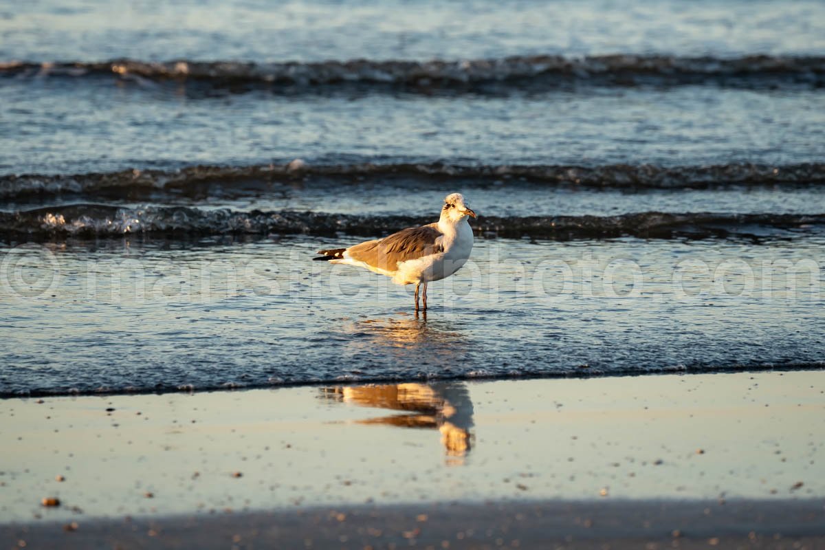 Gulls At Sea Rim State Park, Texas A4-25284