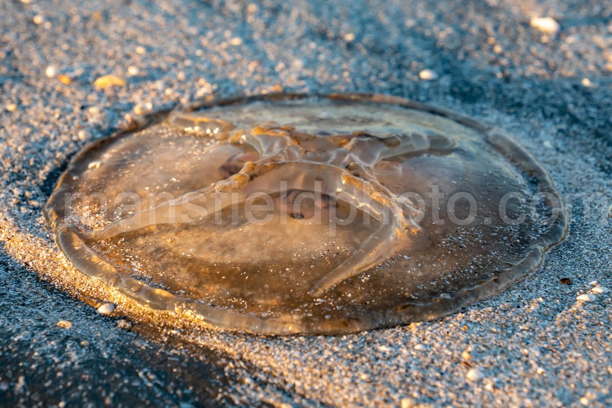 Sea Rim State Park, Texas A4-25304