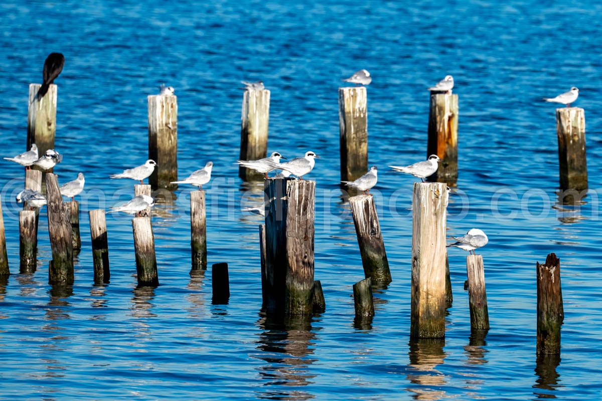 Forster’S Tern At Sabine Pass, Texas A4-25344