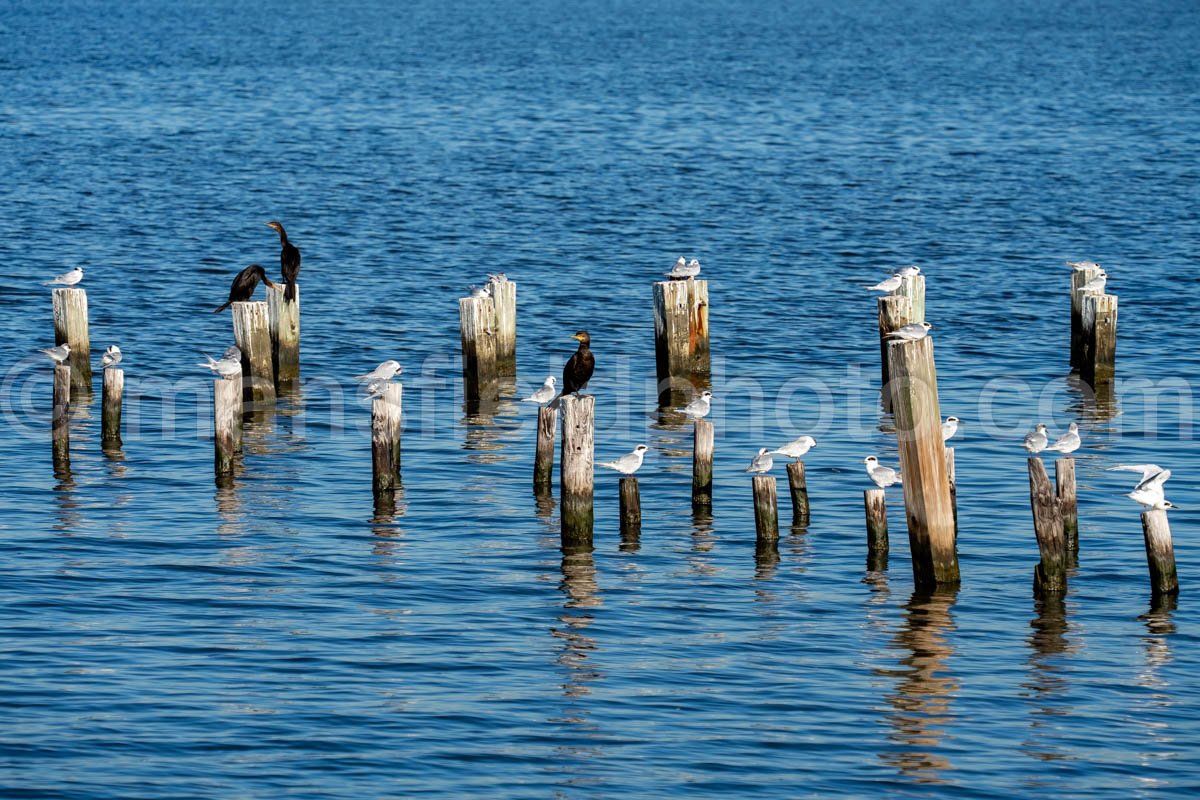 Forster’S Tern And Double Crested Cormorant At Sabine Pass, Texas A4-25346