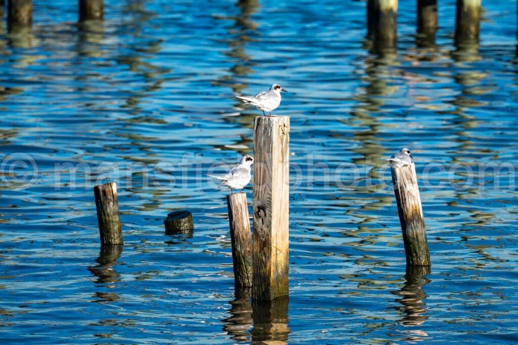 Forster'S Tern At Sabine Pass, Texas A4-25350 - Mansfield Photography