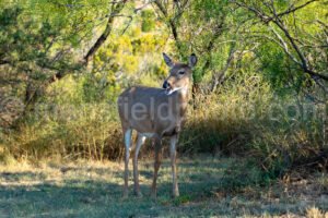 Deer In Palo Duro Canyon, Texas A4-26025 - Mansfield Photography