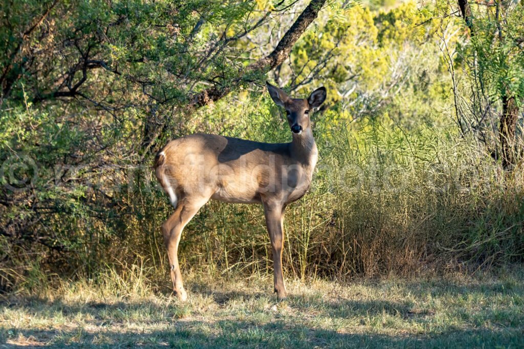 Deer in Palo Duro Canyon, Texas A4-26029 - Mansfield Photography