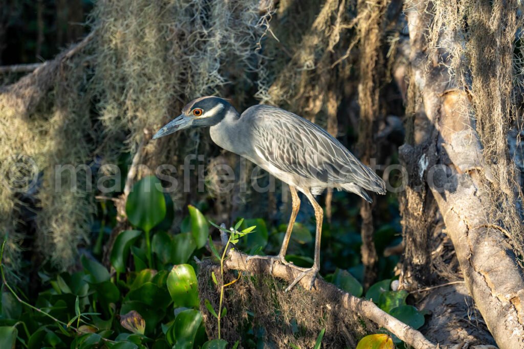 Yellow-crowned Night Heron A4-26306 - Mansfield Photography