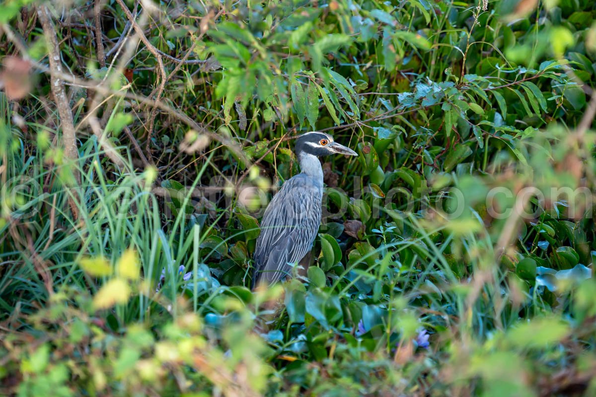 Yellow-Crowned Night Heron A4-26312