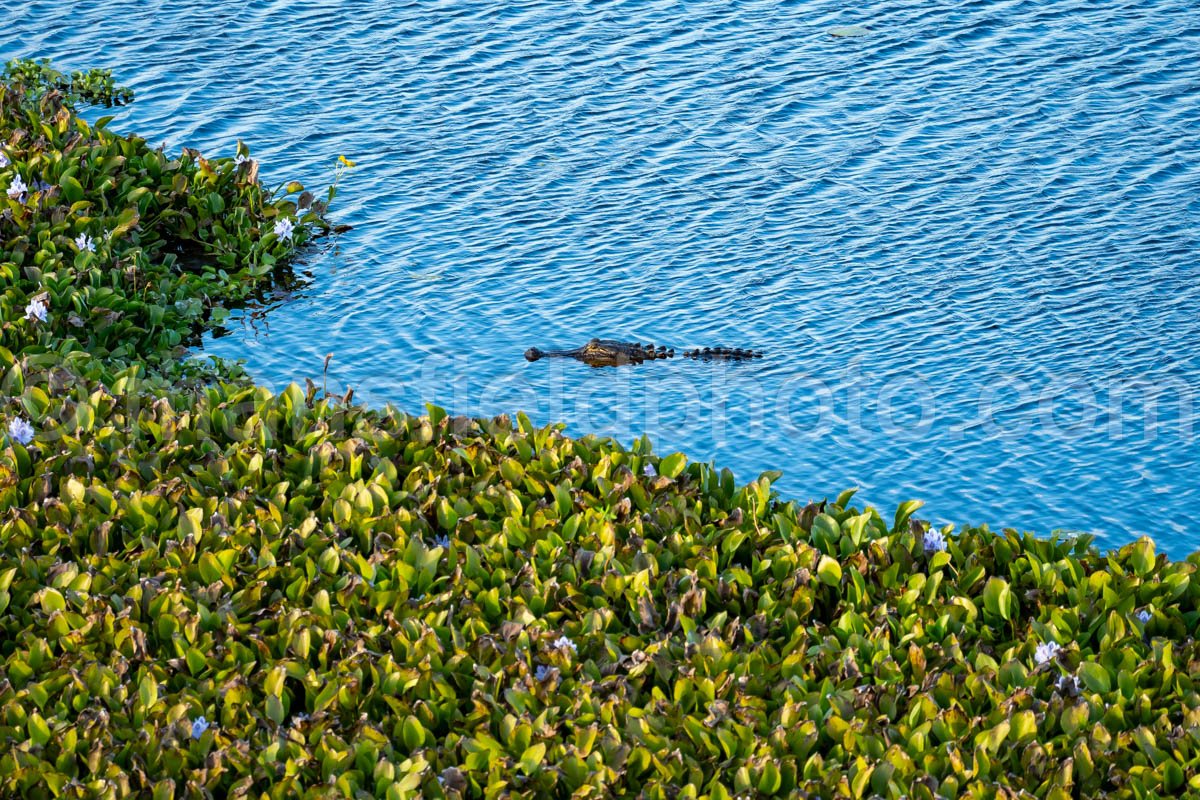 Alligator In Brazos Bend State Park A4-26313