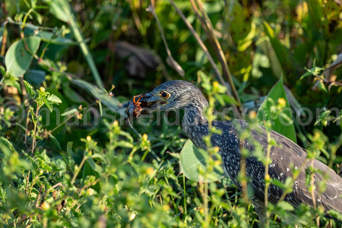 Juvenile Yellow-Crowned Night Heron Eating Crawfish A4-26319