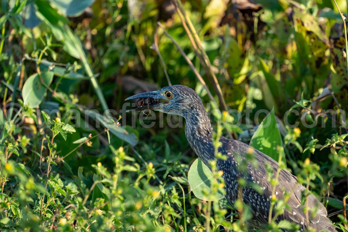 Juvenile Yellow-Crowned Night Heron Eating Crawfish A4-26328