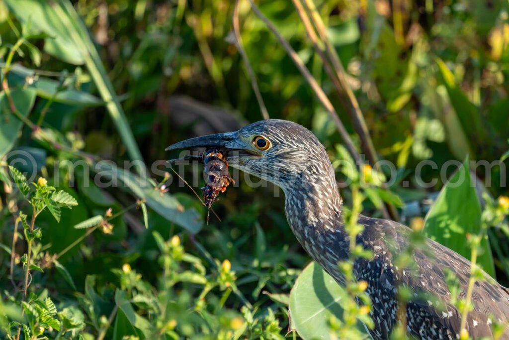 Juvenile Yellow-Crowned Night Heron Eating Crawfish A4-26332 - Mansfield Photography