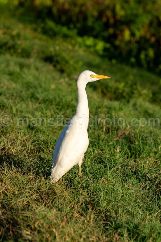 Great Egret A4-26346 - Mansfield Photography