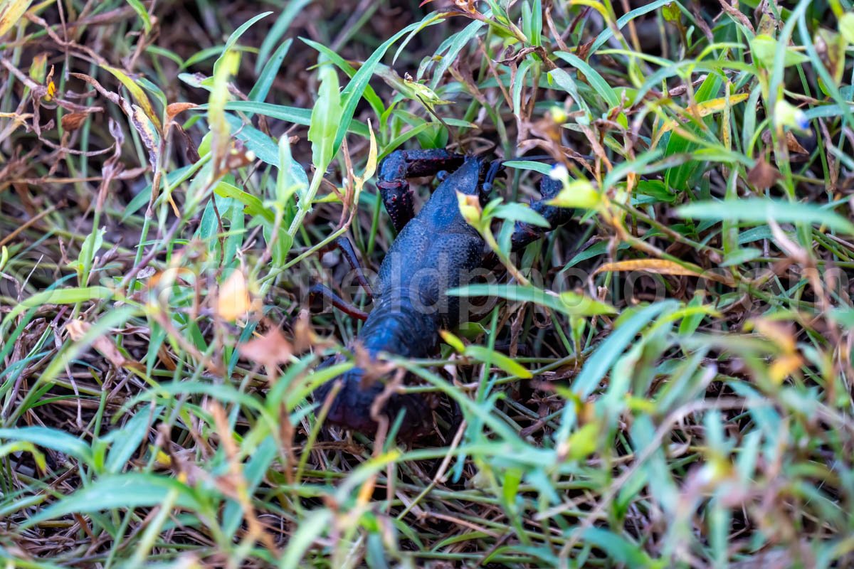 Crawfish At Brazos Bend State Park A4-26354