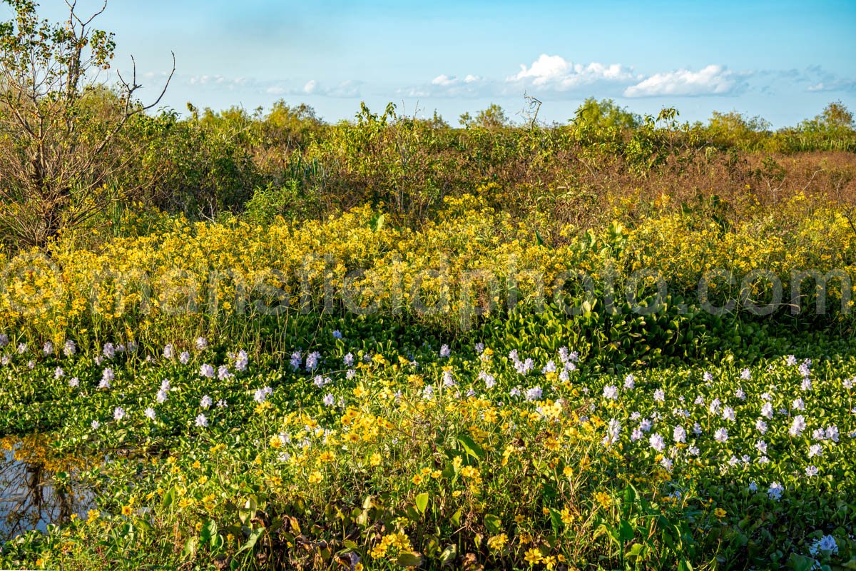 Brazos Bend State Park A4-26356