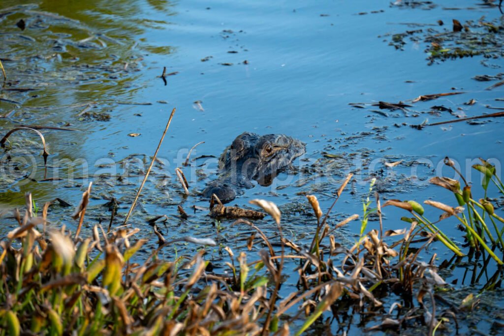 Alligator In Brazos Bend State Park A4-26372 - Mansfield Photography