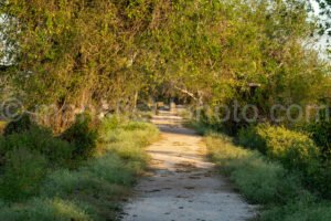 Trail in Brazos Bend State Park A4-26374 - Mansfield Photography