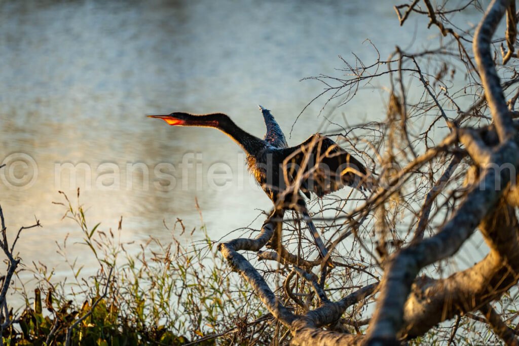 Anhinga In Brazos Bend State Park A4-26395 - Mansfield Photography