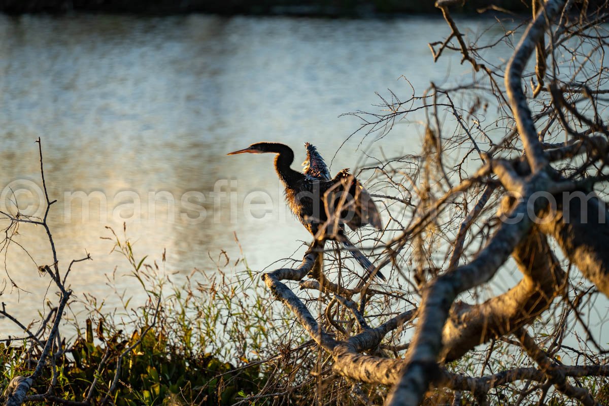 Anhinga In Brazos Bend State Park A4-26399