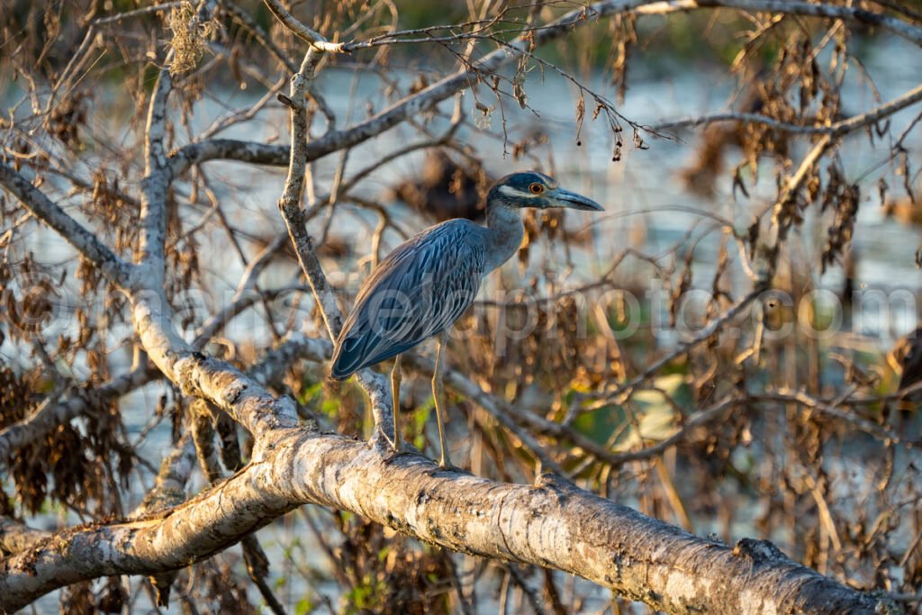 Yellow-crowned Night Heron A4-26402 - Mansfield Photography