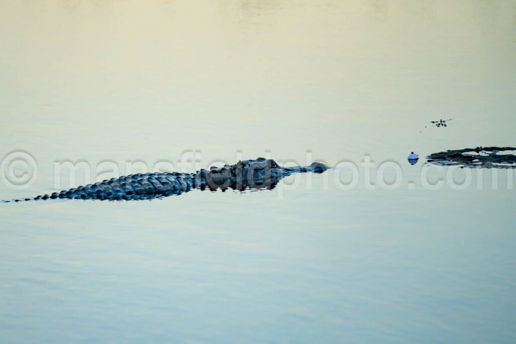 Alligator In Brazos Bend State Park A4-26412 - Mansfield Photography