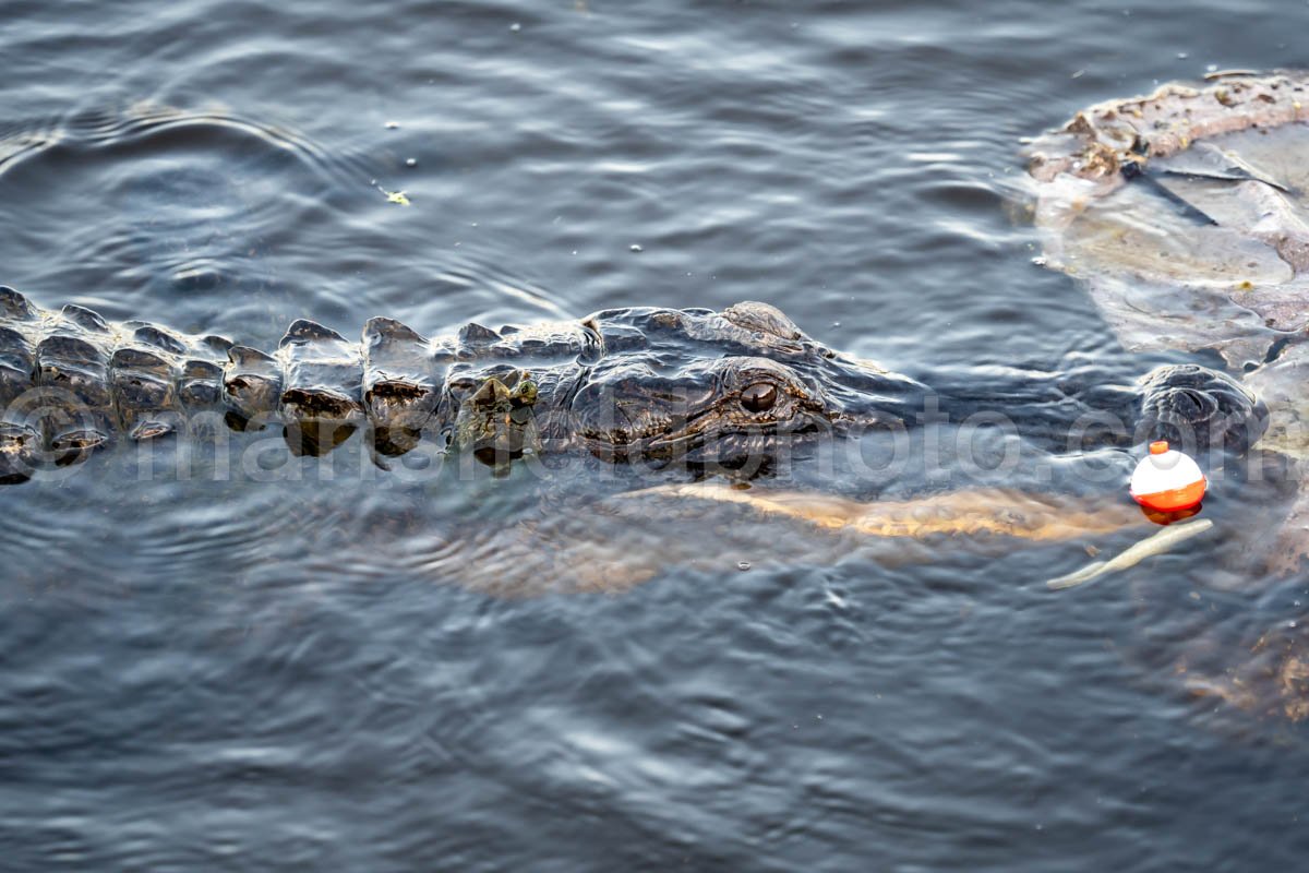 Alligator in Brazos Bend State Park A4-26417