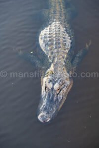 Alligator in Brazos Bend State Park A4-26422 - Mansfield Photography