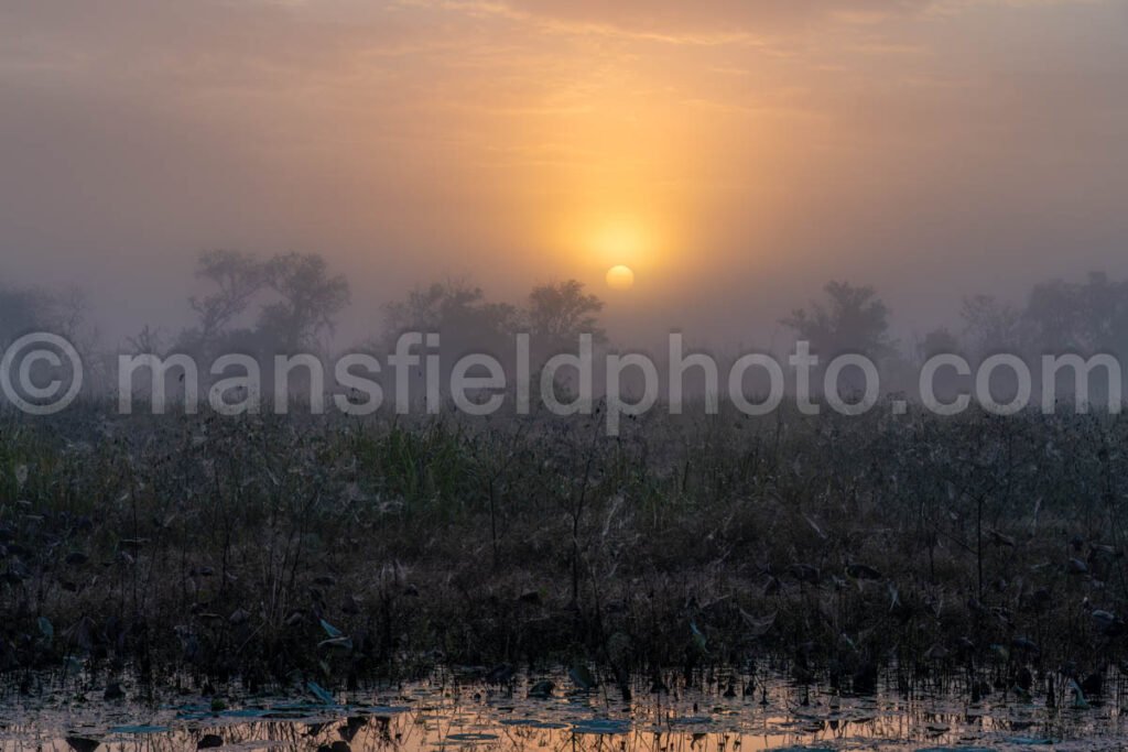 Morning On The Lake In Brazos Bend A4-26455 - Mansfield Photography