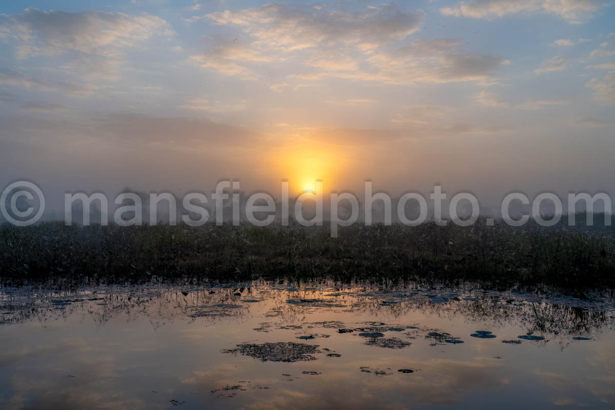 Morning On The Lake In Brazos Bend A4-26461