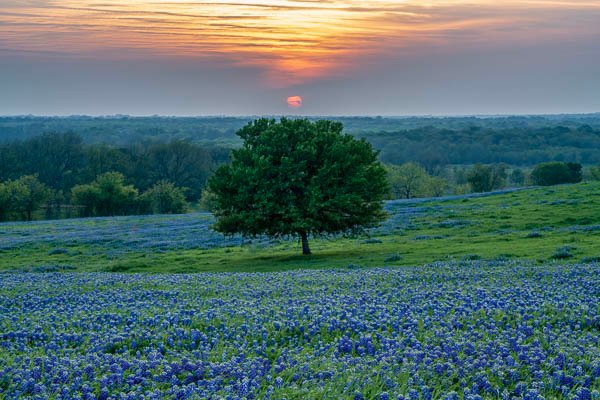 Bluebonnet Sunset