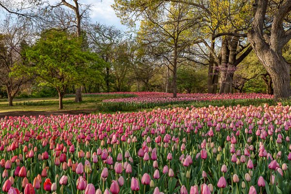 Field Of Tulips