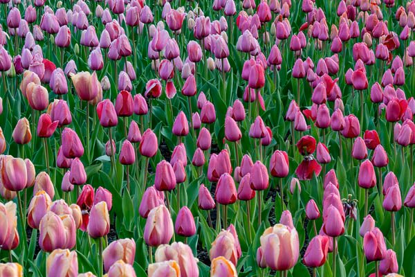 Field Of Tulips