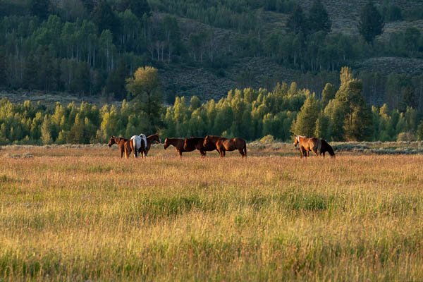 Horses in Moran, Wyoming