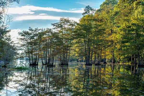 Gum Slough At Lake Steinhagen, Texas