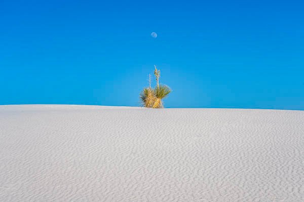 Moon And Yucca In White Sands National Park