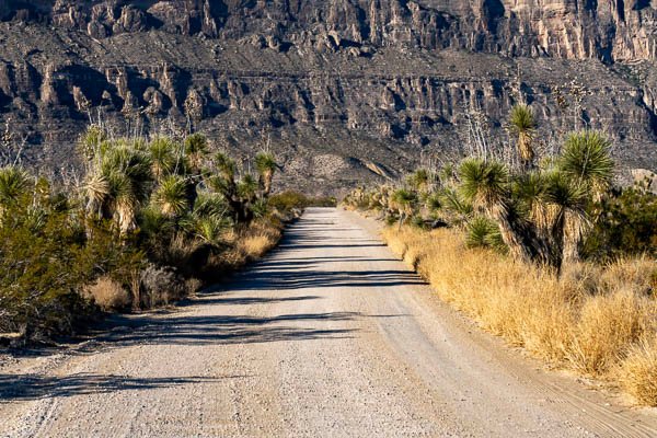 Soaptree Yucca in Big Bend National Park