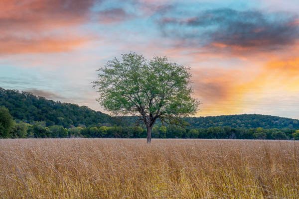 Tree And Field