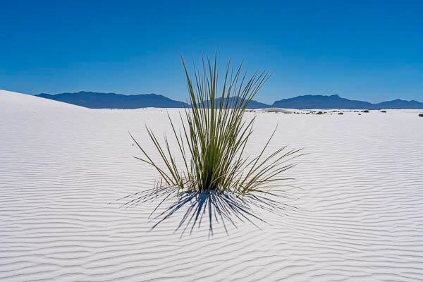 Yucca In White Sands National Park, New Mexico