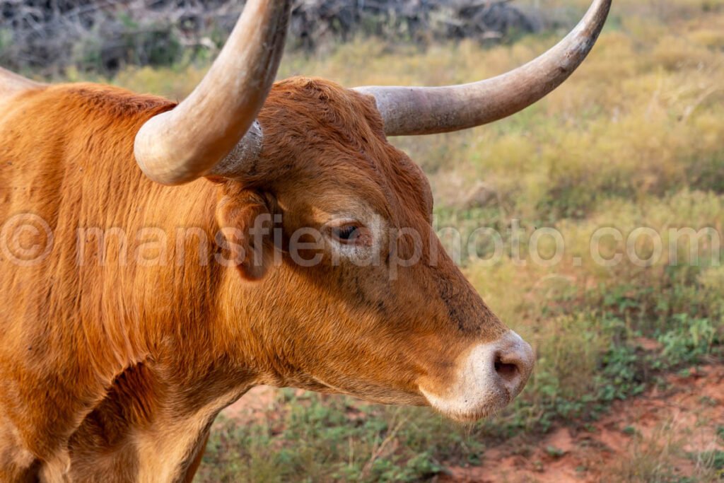 Texas Longhorn in Buffalo Gap A4-27667 - Mansfield Photography