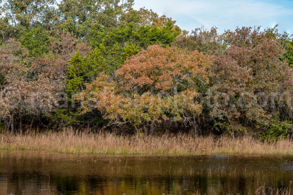 Pond and Tree A4-27677 - Mansfield Photography