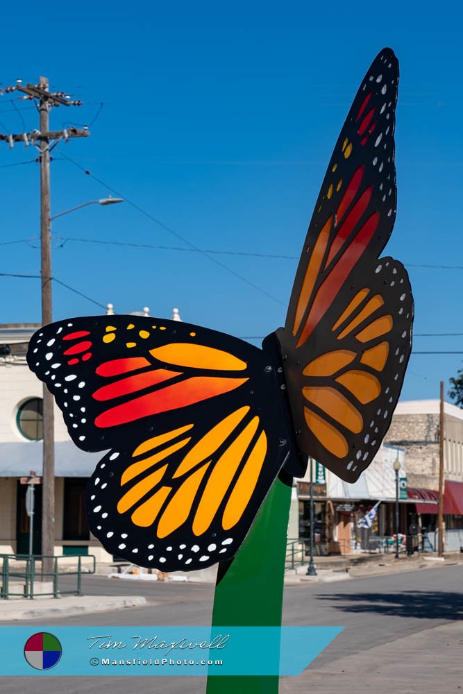 Butterfly In Lampasas, Texas