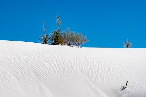 Tracks To The Yucca