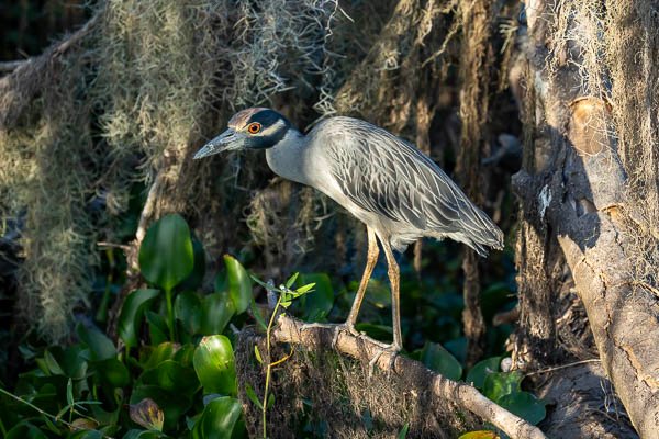 Yellow-Crowned Night Heron