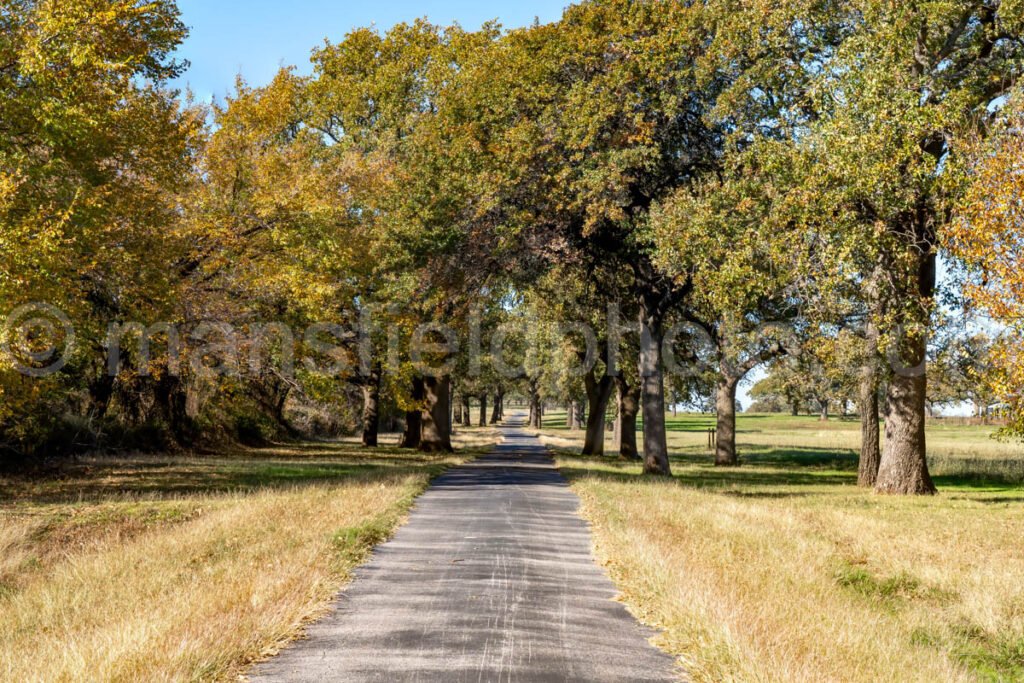 Drive Through Trees A4-27950 - Mansfield Photography