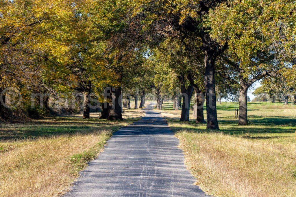 Drive Through Trees A4-27953 - Mansfield Photography