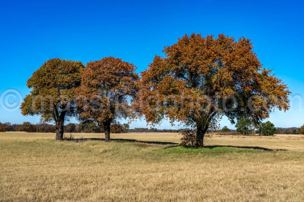 Three Autumn Trees A4-27975 - Mansfield Photography